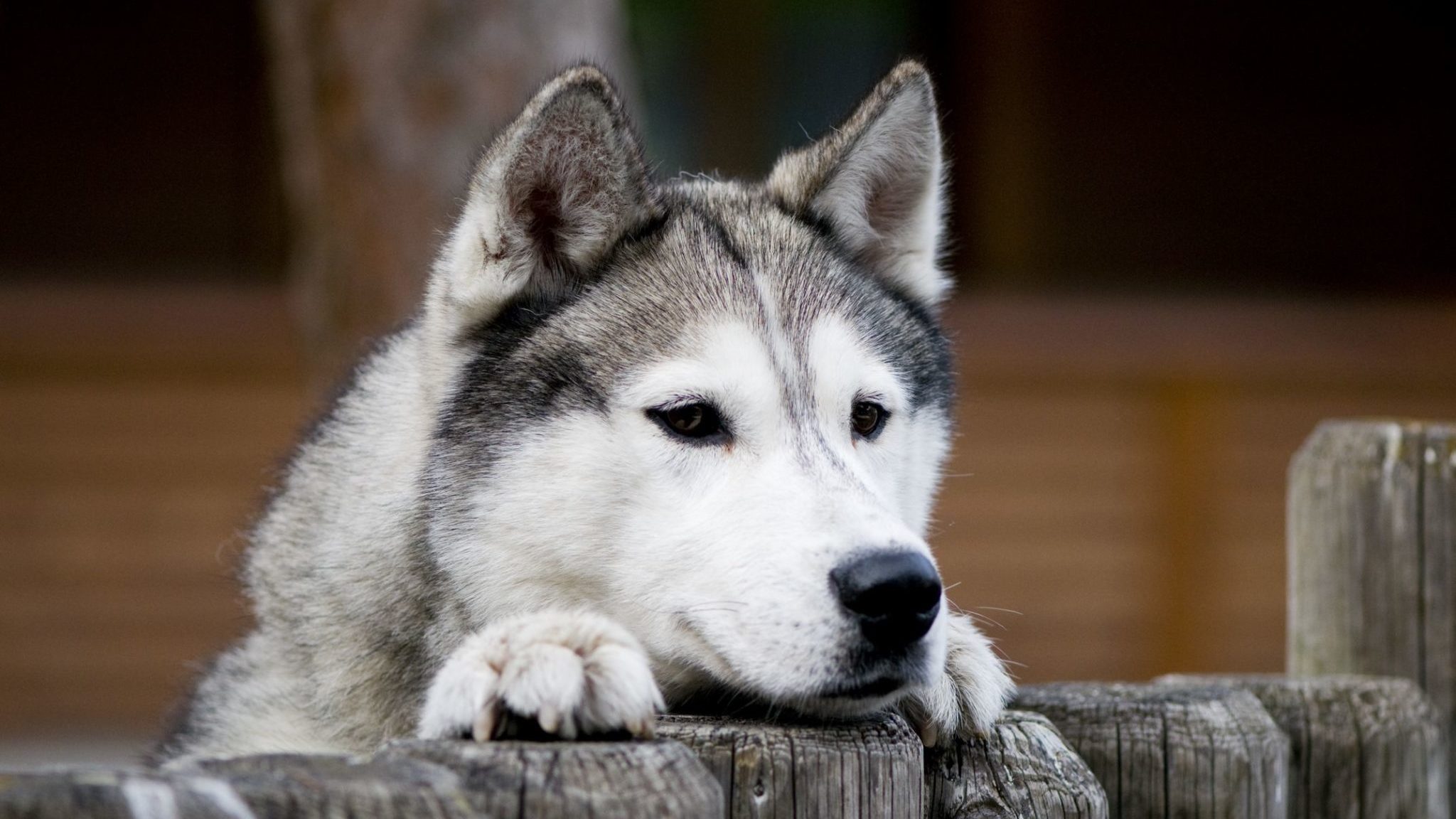 Schlittenhunderlebnisse im Muotatal