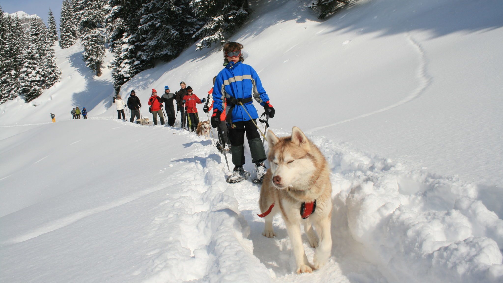 Huskytrekking Muotatal